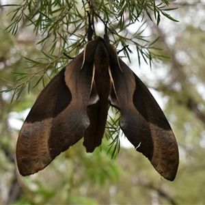 Coequosa triangularis at Bargo, NSW - 29 Jan 2023 11:28 AM