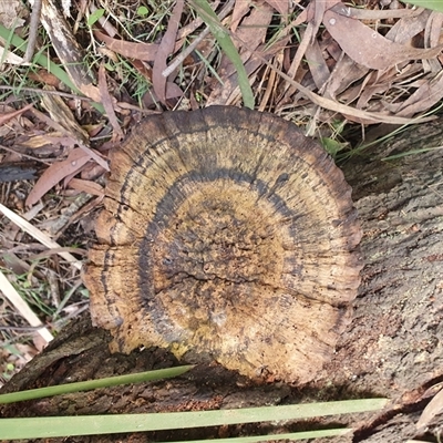 Sanguinoderma rude by Aussiegall