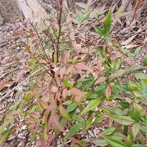 Nandina domestica at Calwell, ACT - Today by VeraKurz