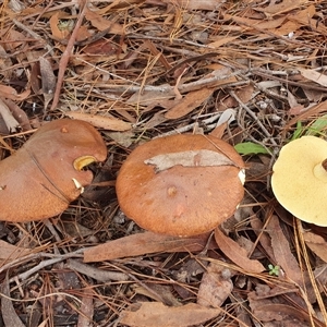 Suillus luteus by Aussiegall
