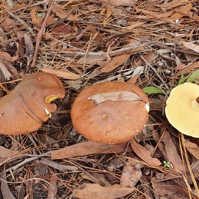 Suillus luteus by Aussiegall