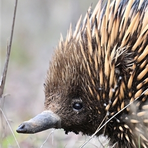 Tachyglossus aculeatus at Throsby, ACT - 27 Apr 2025 by davidcunninghamwildlife