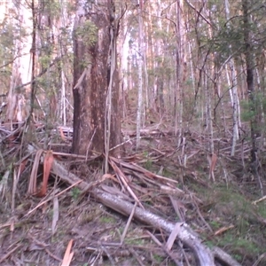 Menura novaehollandiae at Noorinbee, VIC - suppressed