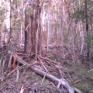 Menura novaehollandiae at Noorinbee, VIC - suppressed
