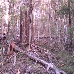 Menura novaehollandiae at Noorinbee, VIC - suppressed