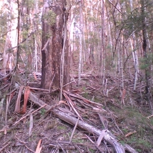 Menura novaehollandiae at Noorinbee, VIC - suppressed