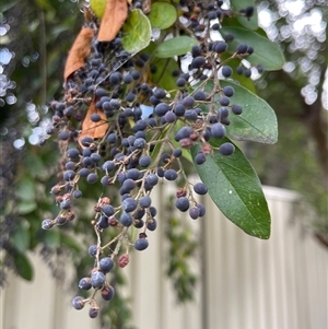 Ligustrum sinense at Kambah, ACT - Today by KylieB