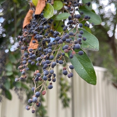 Ligustrum sinense at Kambah, ACT - 19 May 2025 by KylieB