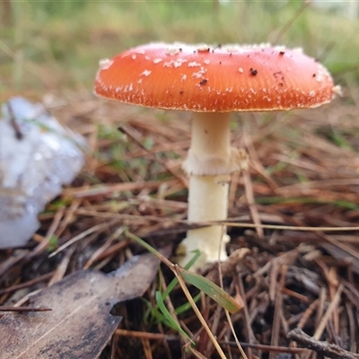 Amanita muscaria (Fly Agaric) by Aussiegall