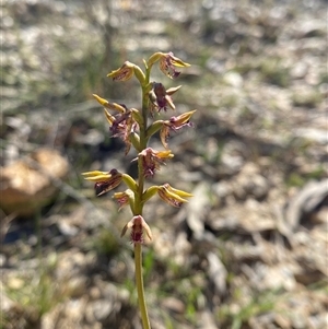 Corunastylis clivicola at Northangera, NSW - 27 Feb 2025 by Tapirlord