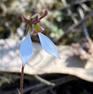 Cyanicula caerulea at Northangera, NSW - 27 Feb 2025 by Tapirlord