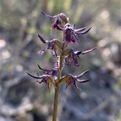 Corunastylis ostrina at Northangera, NSW - 27 Feb 2025 by Tapirlord