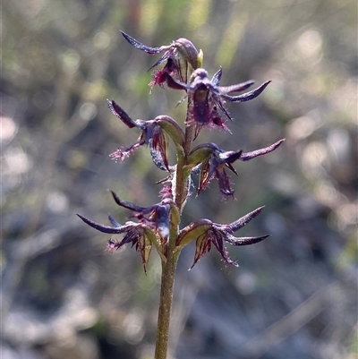 Corunastylis ostrina at Northangera, NSW - 27 Feb 2025 by Tapirlord