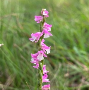 Spiranthes australis at Mongarlowe, NSW - 27 Feb 2025 by Tapirlord