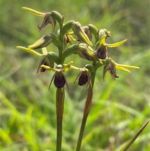 Corunastylis oligantha at Mongarlowe, NSW - 27 Feb 2025 by Tapirlord
