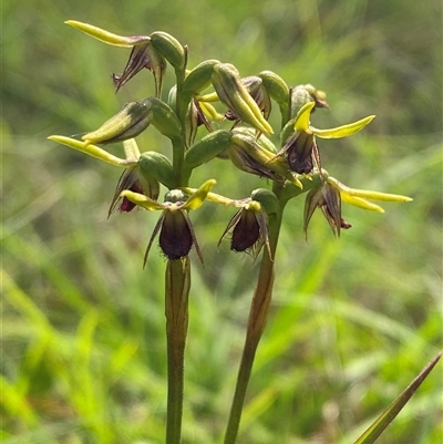 Corunastylis oligantha (Mongarlowe Midge Orchid) at Mongarlowe, NSW - 27 Feb 2025 by Tapirlord