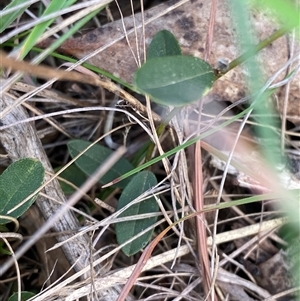 Hovea heterophylla at Mongarlowe, NSW - 27 Feb 2025 by Tapirlord