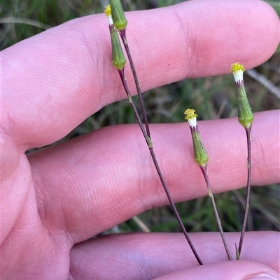 Senecio prenanthoides at Mongarlowe, NSW - 27 Feb 2025 by Tapirlord