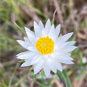 Leucochrysum albicans subsp. tricolor at Mongarlowe, NSW - 27 Feb 2025 by Tapirlord