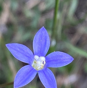 Wahlenbergia multicaulis at Mongarlowe, NSW - 27 Feb 2025 by Tapirlord