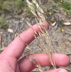 Rytidosperma pallidum at Mongarlowe, NSW - 27 Feb 2025 by Tapirlord
