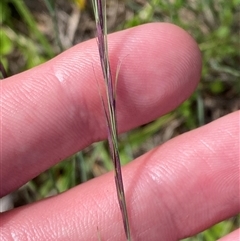 Aristida ramosa at Mongarlowe, NSW - 27 Feb 2025 by Tapirlord