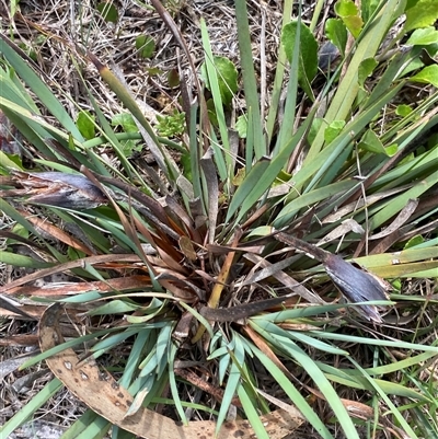 Dianella tasmanica at Mongarlowe, NSW - 27 Feb 2025 by Tapirlord