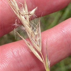 Rytidosperma laeve (Bare-backed Wallaby Grass) at Mongarlowe, NSW - 27 Feb 2025 by Tapirlord