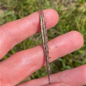 Bothriochloa macra at Mongarlowe, NSW - 27 Feb 2025 by Tapirlord