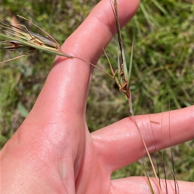 Themeda triandra (Kangaroo Grass) at Mongarlowe, NSW - 27 Feb 2025 by Tapirlord