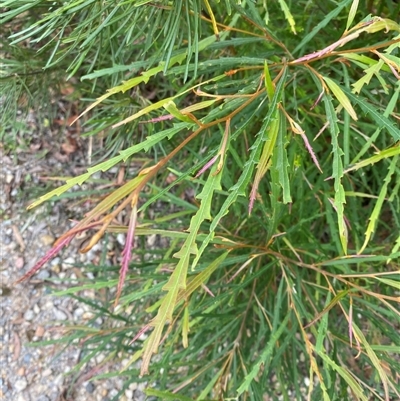 Grevillea aspleniifolia at Tianjara, NSW - 27 Feb 2025 by Tapirlord