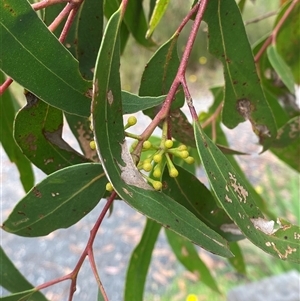 Eucalyptus burgessiana at Boolijah, NSW - 27 Feb 2025 01:23 PM
