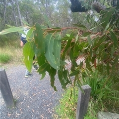 Eucalyptus burgessiana at Boolijah, NSW - 27 Feb 2025 01:23 PM