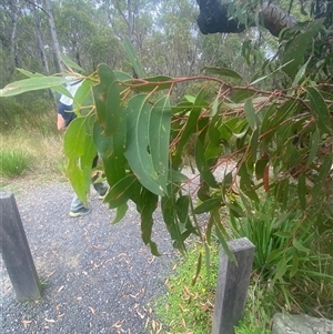 Eucalyptus burgessiana at Boolijah, NSW - 27 Feb 2025 01:23 PM