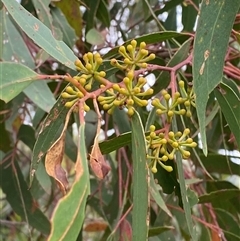 Eucalyptus burgessiana at Boolijah, NSW - 27 Feb 2025 01:23 PM