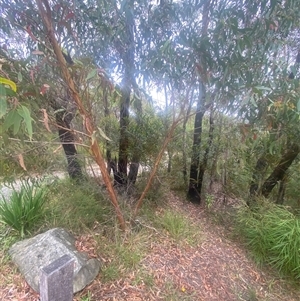 Eucalyptus burgessiana at Boolijah, NSW - 27 Feb 2025 01:23 PM