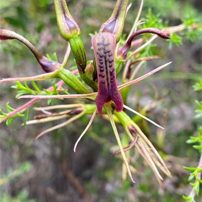 Cryptostylis leptochila (Small Tongue Orchid) at Boolijah, NSW - 27 Feb 2025 by Tapirlord