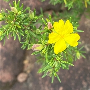 Hibbertia riparia at Boolijah, NSW - 27 Feb 2025 by Tapirlord