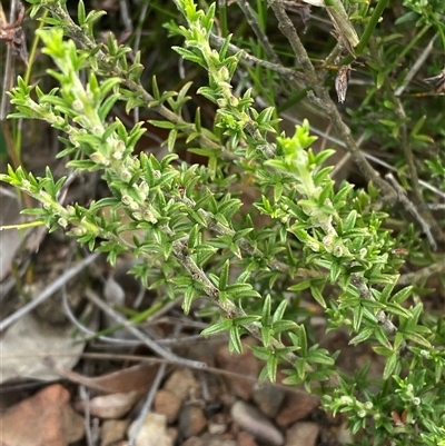 Boronia rigens at Boolijah, NSW - 27 Feb 2025 by Tapirlord