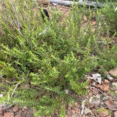 Boronia rigens at Boolijah, NSW - suppressed