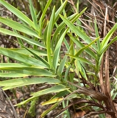 Stypandra glauca (Nodding Blue Lily) at Boolijah, NSW - 27 Feb 2025 by Tapirlord
