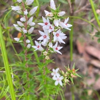Epacris pulchella (Wallum Heath) at Boolijah, NSW - 27 Feb 2025 by Tapirlord