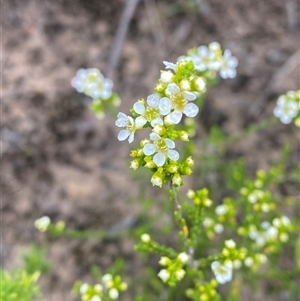Baeckea brevifolia at Boolijah, NSW - 27 Feb 2025 by Tapirlord