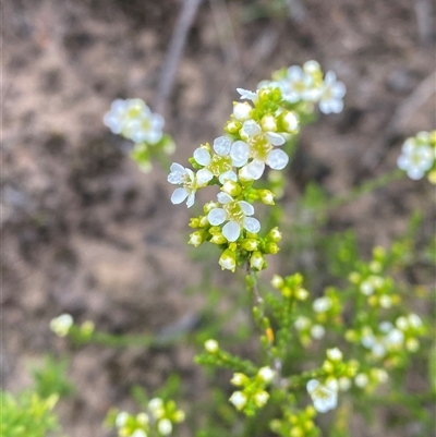 Baeckea brevifolia at Boolijah, NSW - 27 Feb 2025 by Tapirlord