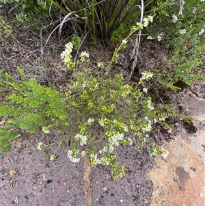 Baeckea brevifolia at Boolijah, NSW - 27 Feb 2025 12:46 PM