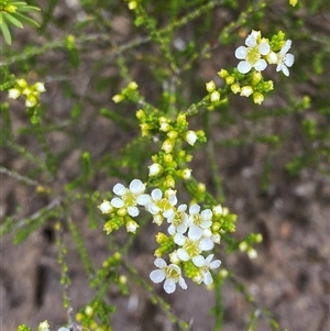 Baeckea brevifolia at Boolijah, NSW - 27 Feb 2025 12:46 PM