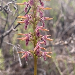 Corunastylis fimbriata at Boolijah, NSW - 27 Feb 2025 by Tapirlord