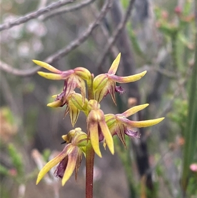 Corunastylis oligantha (Mongarlowe Midge Orchid) at Boolijah, NSW - 27 Feb 2025 by Tapirlord