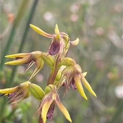 Corunastylis oligantha at Boolijah, NSW - suppressed