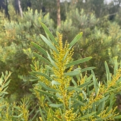 Acacia hamiltoniana at Boolijah, NSW - 27 Feb 2025 by Tapirlord